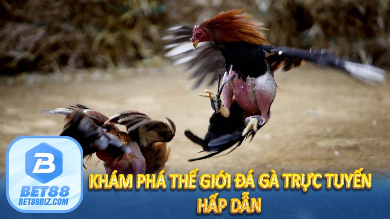 Khám phá thế giới đá gà trực tuyến hấp dẫn 